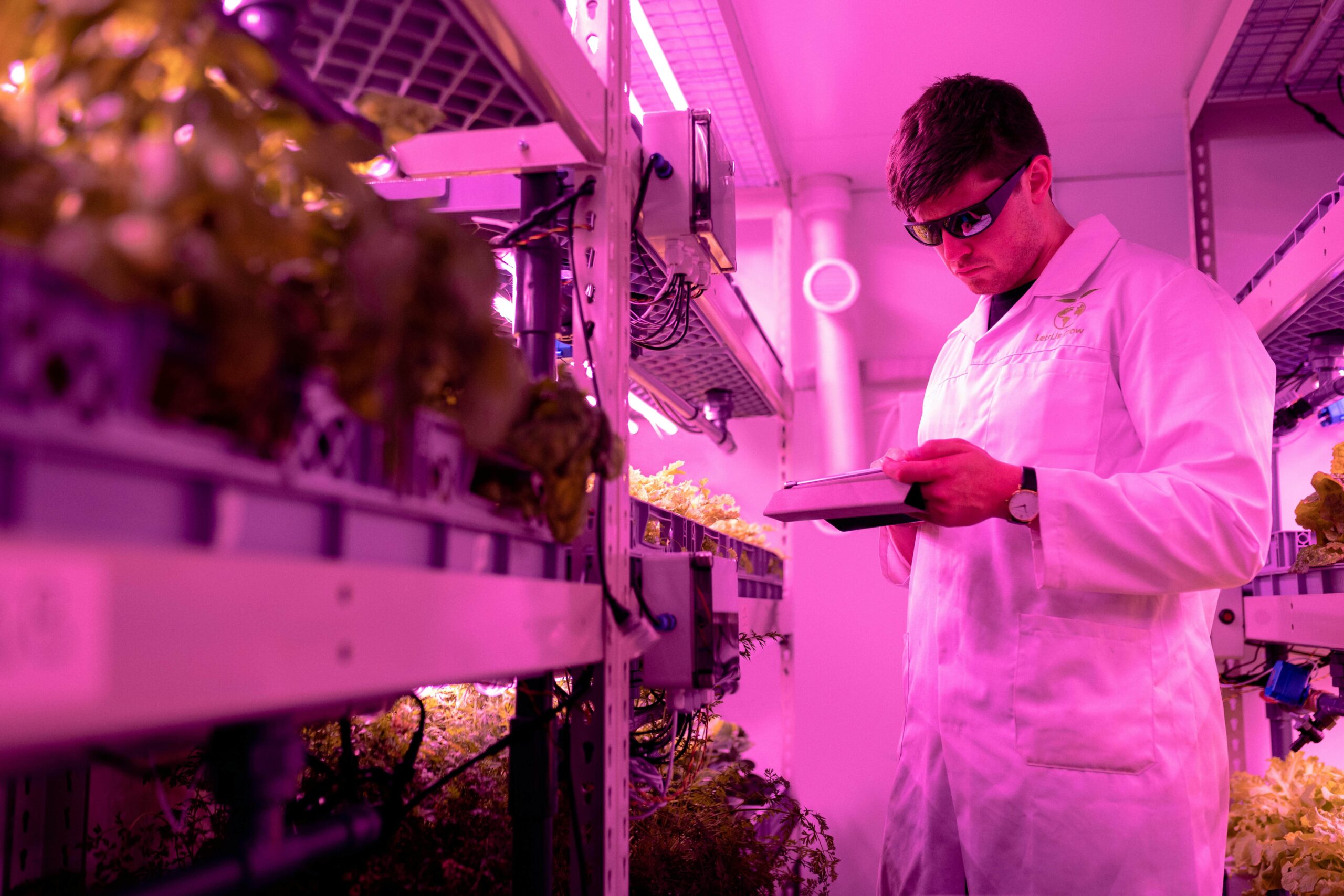 Scientist in a hydroponic lab inspecting plants under pink grow lights.